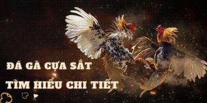 Đá Gà Cựa Sắt