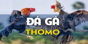 Đá Gà Thomo