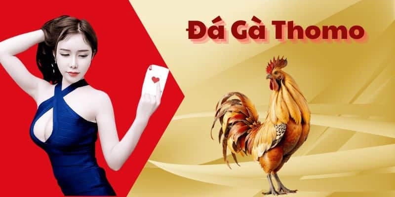 Giới thiệu đôi nét về hình thức chọi kê Thomo